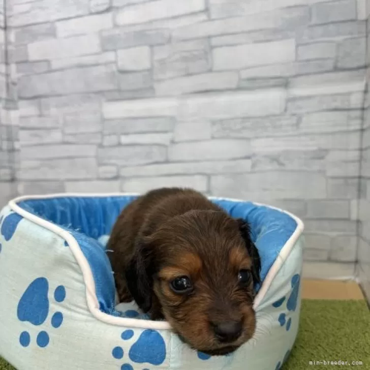 ID：2312-03296の子犬