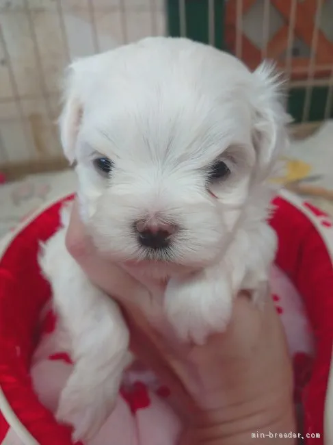 ID：2004-02055の子犬