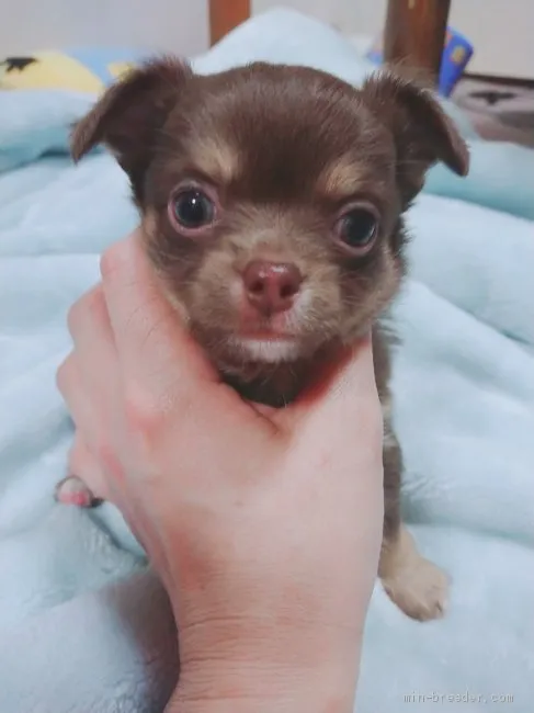 松中 唯人 様のお迎えした子犬