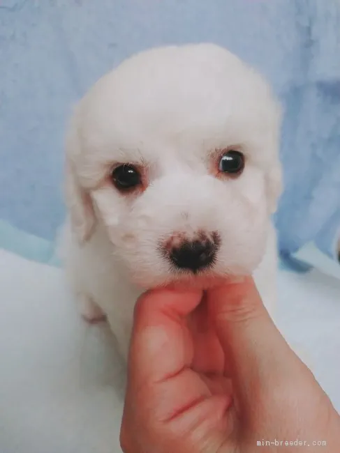 ID：1906-03151の子犬