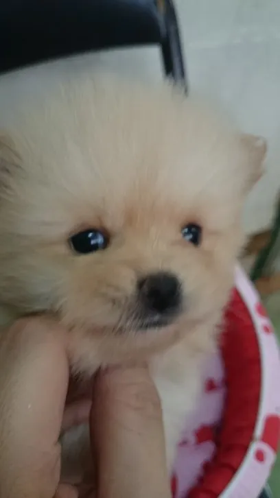 ID:1605-00862の子犬