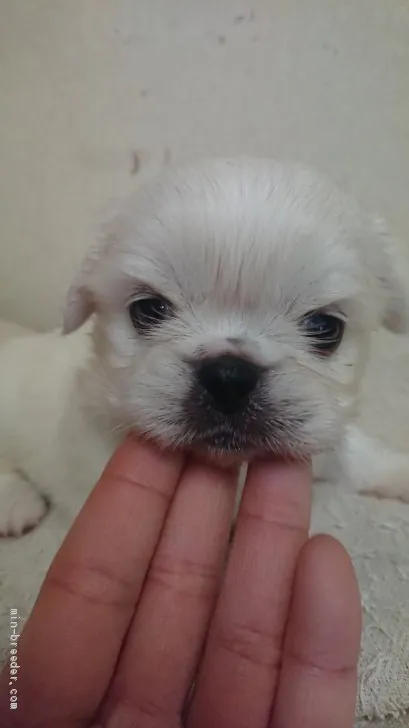 ID：2101-01483の子犬