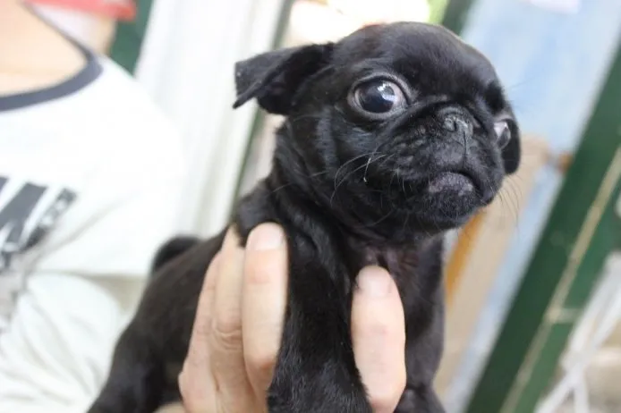ID:1409-00548の子犬