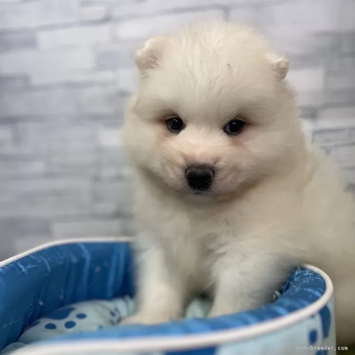 ID:2408-05266の子犬