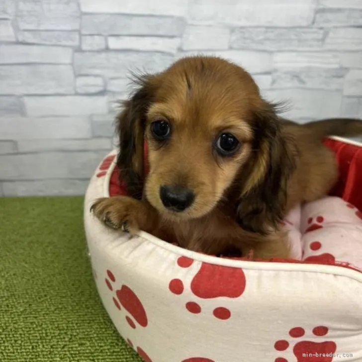 ID：2206-00819の子犬