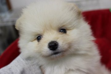 ポメラニアン【奈良県・女の子・2015年3月1日・クリーム】の写真「」