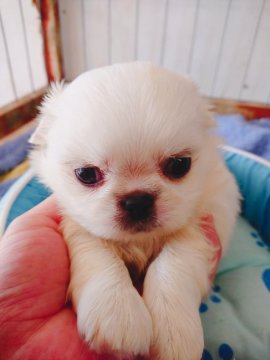 ペキニーズ【奈良県・男の子・2019年9月17日・ホワイト】の写真「しっかりとした毛量！！」
