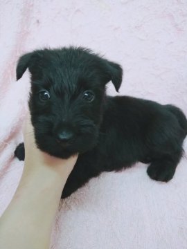 スコティッシュテリア【奈良県・男の子・2019年6月12日・ブラック】の写真「元気な男の子👦」
