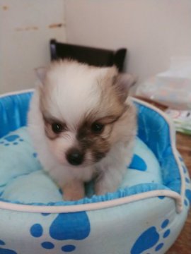 ポメラニアン【奈良県・男の子・2021年11月10日・パーティー】の写真「元気もりもりっ☆」