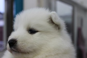 サモエド【奈良県・男の子・2015年2月20日・ホワイト】の写真「」