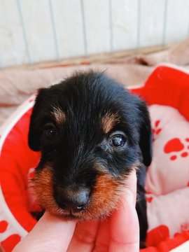 カニンヘンダックスフンド(ワイアー)【奈良県・女の子・2019年2月15日・ブラック&タン】の写真「ワイヤーのカニヘン女の子💕」