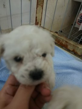 ビションフリーゼ【奈良県・男の子・2017年2月16日・ホワイト】の写真「おっとりくんです☆」