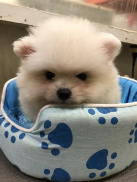 ポメラニアン【奈良県・男の子・2021年10月7日・クリーム】の写真「モフモフです😙」