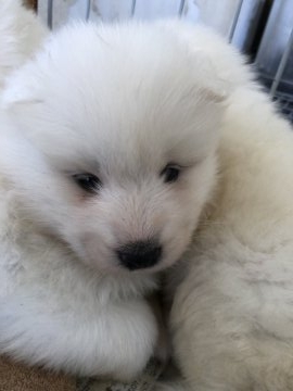 サモエド【奈良県・女の子・2018年1月30日・ホワイト】の写真「7匹兄弟です⭐️」