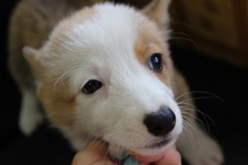 ウェルシュ・コーギー・ペンブローク【奈良県・男の子・2015年5月30日・レッド&ホワイト】の写真「」