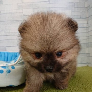 ポメラニアン【奈良県・男の子・2024年7月25日・オレンジ】の写真「小さいモフモフ❤️」