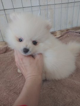 ポメラニアン【奈良県・男の子・2020年9月28日・クリーム】の写真「つぶらな瞳が愛らしい💕」