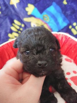 トイプードル×ポメラニアン【奈良県・女の子・2021年12月16日・ブリンドル】の写真「小顔なお顔です😊Ｔ.プードルとポメラニアンです⭐️」