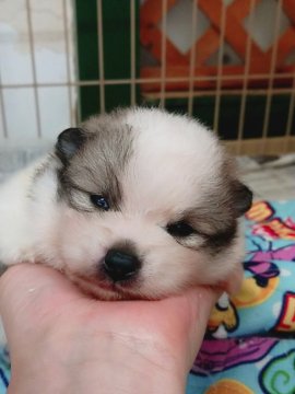 ポメラニアン【奈良県・男の子・2020年6月17日・パーティー】の写真「フワモコくん🐶」