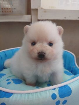 ポメラニアン【奈良県・男の子・2020年4月16日・クリーム】の写真「白ｸﾏくん🐻」