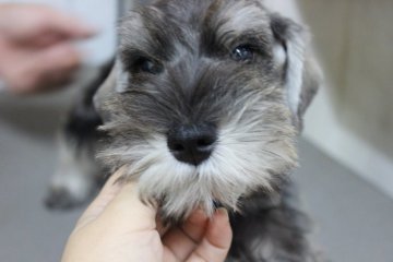 ミニチュアシュナウザー【奈良県・男の子・2015年4月12日・ソルト&ペッパー】の写真「」