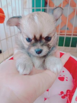 チワワ(ロング)【奈良県・女の子・2020年9月17日・フォーン&ホワイト】の写真「美人顔のチワワちゃん♥️」
