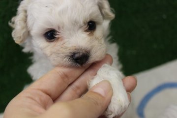 ビションフリーゼ【奈良県・男の子・2014年9月23日・ホワイト】の写真「」