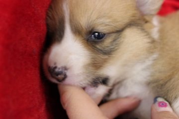 ウェルシュ・コーギー・ペンブローク【奈良県・女の子・2015年3月16日・レッド&ホワイト】の写真「」