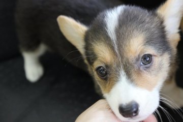 ウェルシュ・コーギー・ペンブローク【奈良県・女の子・2015年5月30日・トライ】の写真「」