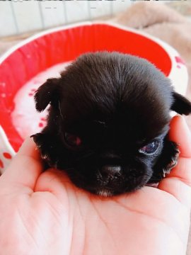 パグ【奈良県・女の子・2019年2月22日・ブラック】の写真「お目めが開きました✨」