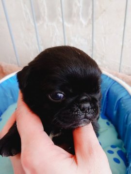 パグ【奈良県・男の子・2019年2月22日・ブラック】の写真「お目めが開きました✨」