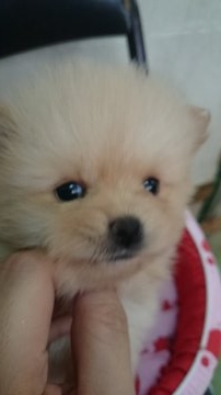 ポメラニアン【奈良県・女の子・2016年4月15日・オレンジ】の写真「」