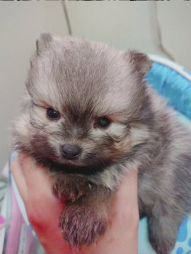 ポメラニアン【奈良県・男の子・2020年2月11日・ウルフセーブル】の写真「男前くん♥️」