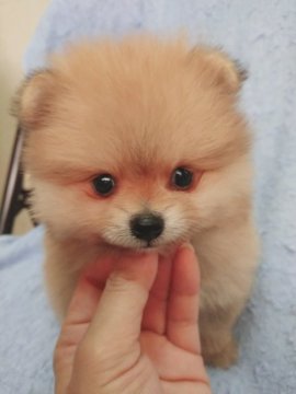 ポメラニアン【奈良県・男の子・2019年6月25日・オレンジ】の写真「✨見学予定→8/15迄✨」