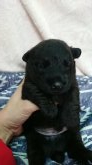 スコティッシュテリア
