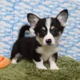 ウェルシュ・コーギー・ペンブローク【岡山県・女の子・2025年9月15日・ブラックタン&ホワイト(トライカラー)】の写真13