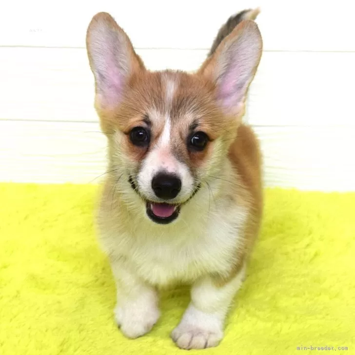 ID:2412-05944の子犬