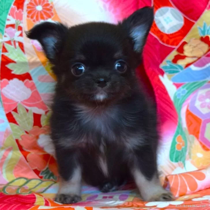 ID：2502-04294の子犬