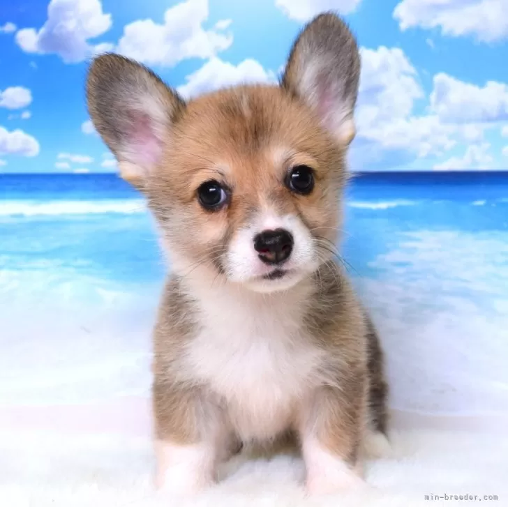 S.M 様のお迎えした子犬