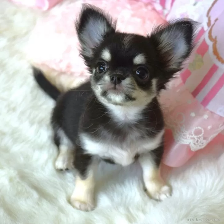 ID：2502-04297の子犬