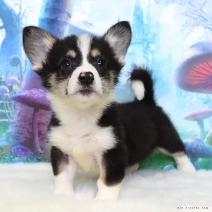 ウェルシュ・コーギー・ペンブローク【岡山県・女の子・2025年9月15日・ブラックタン&amp;ホワイト(トライカラー)】の写真1