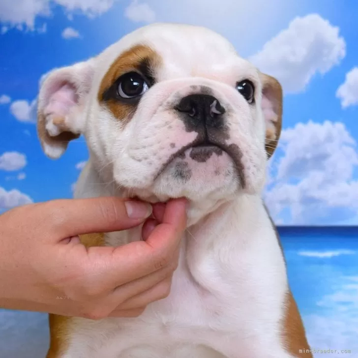 ID:2506-05029の子犬