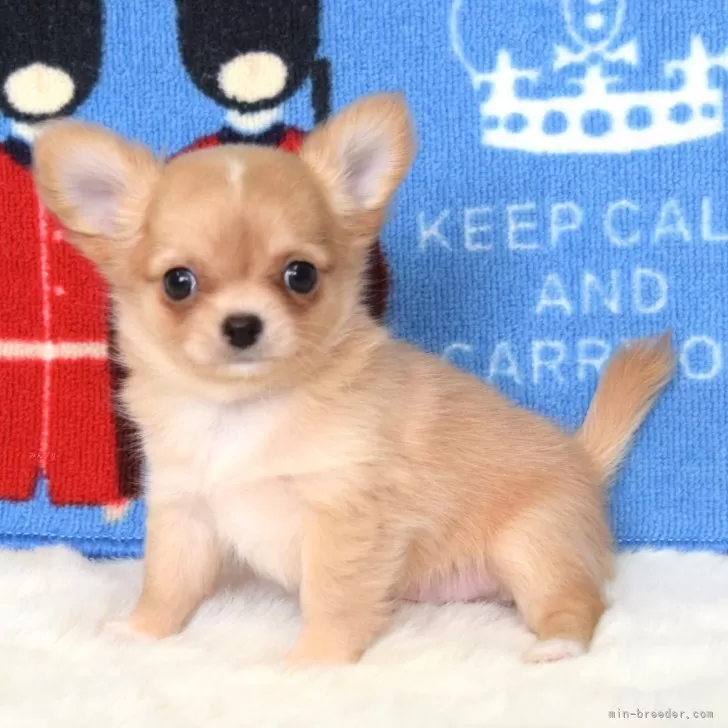 めい 様のお迎えした子犬