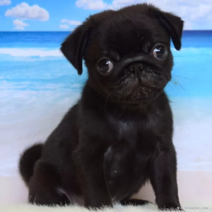 ID:2507-01774の子犬
