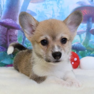 ウェルシュ・コーギー・ペンブローク【岡山県・男の子・2025年10月23日・レッド&ホワイト】の写真「いつもそばにいるよ❤️」