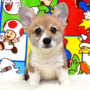 ウェルシュ・コーギー・ペンブローク【岡山県・女の子・2025年8月30日・レッド&ホワイト】の写真「いつもそばにいるよ❤️」