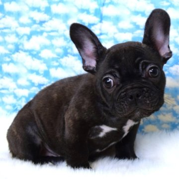 フレンチブルドッグ【岡山県・女の子・2025年9月20日・ブリンドル】の写真「いつもそばにいるよ❤️」