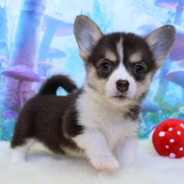 ウェルシュ・コーギー・ペンブローク【岡山県・女の子・2025年10月23日・ブラックタン&ホワイト(トライカラー)】の写真「いつもそばにいるよ❤️」