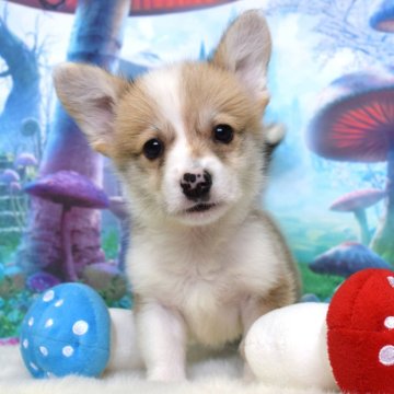 ウェルシュ・コーギー・ペンブローク【岡山県・男の子・2025年9月15日・レッド&ホワイト】の写真「いつもそばにいるよ❤️」