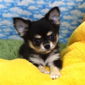 チワワ(ロング)【岡山県・男の子・2025年8月29日・ブラックタン&ホワイト】の写真「いつもそばにいるよ❤️」